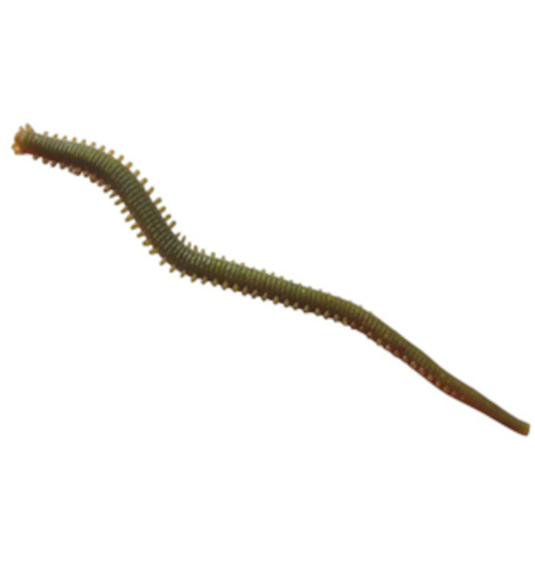 Berkley Gulp! Alive Saltwater Sandworm - Camo